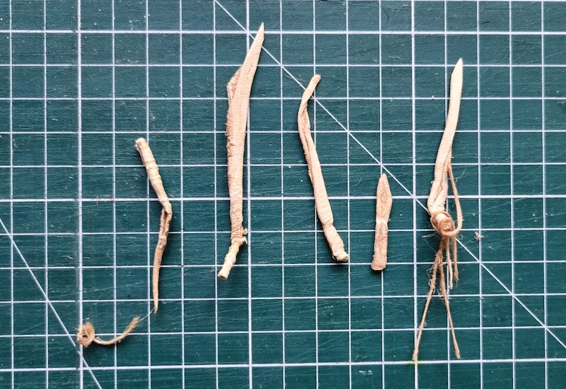 fragments de lacets de cuir d'un livre ancien posés sur un plan de travail